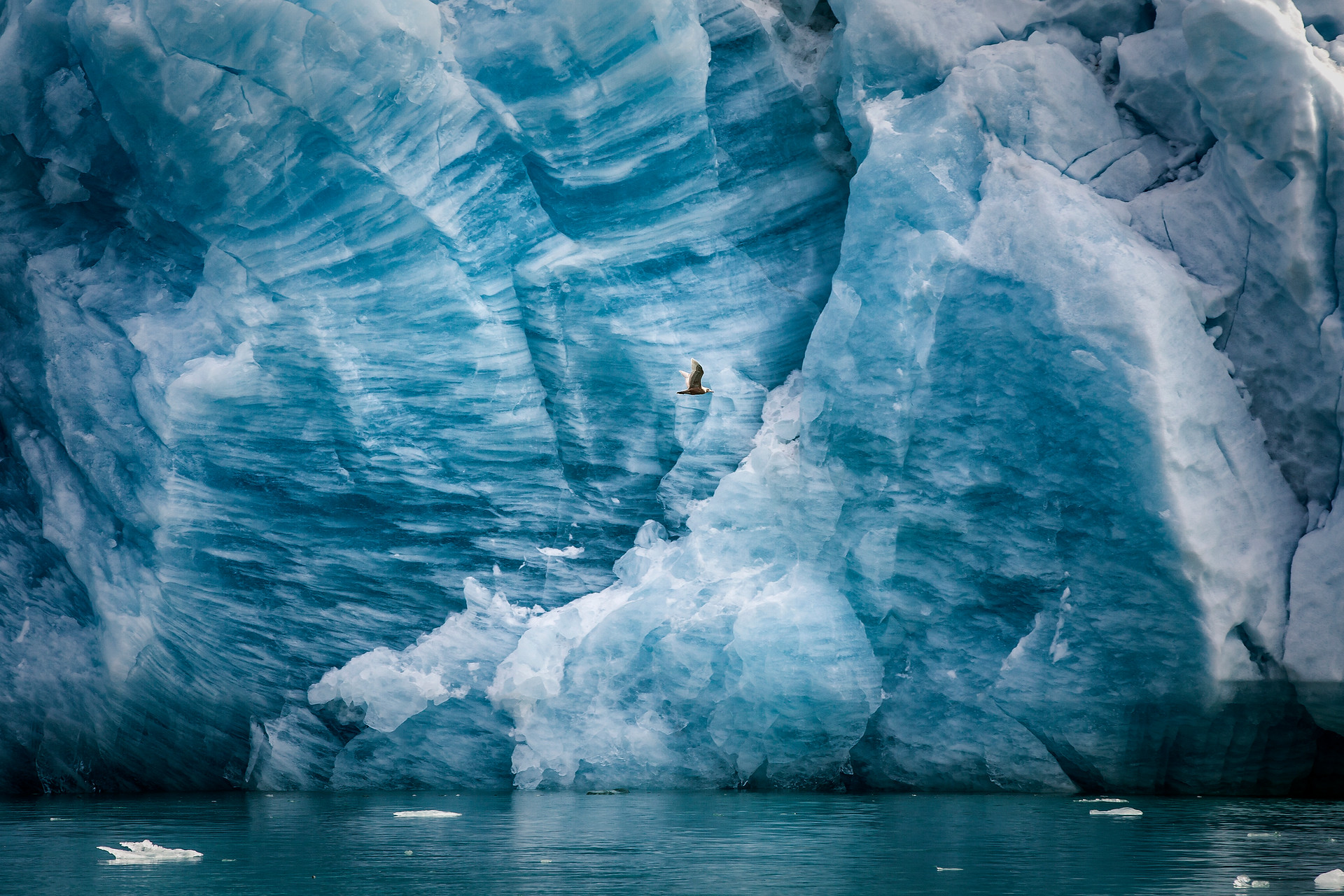 Blue-streaked glacier wall above calm water with a bird flying past; cool blue and white tones, serene and expansive